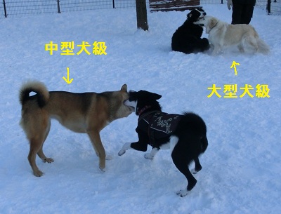 2013. 1. 16犬プロレス.jpg