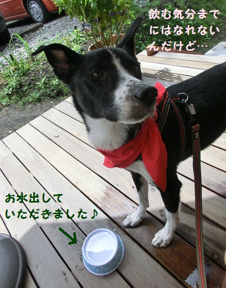 2013.8.28犬用お水.jpg
