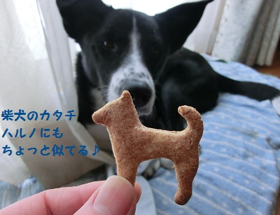2014.2.28柴犬クッキー1.jpg