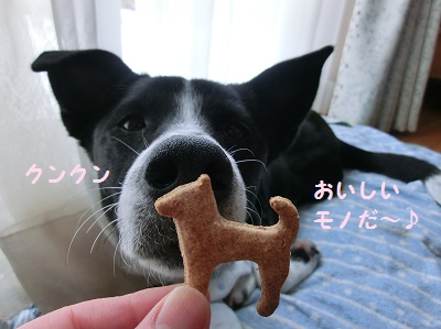 2014.2.28柴犬クッキー2.jpg