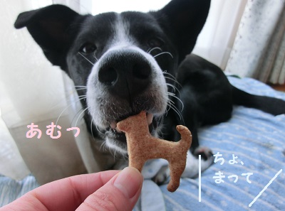 2014.2.28柴犬クッキー3.jpg