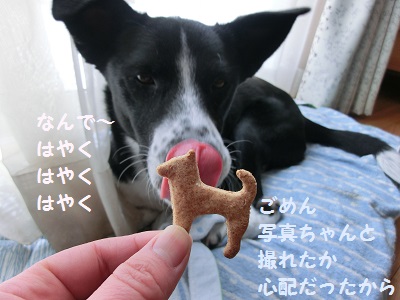 2014.2.28柴犬クッキー4.jpg
