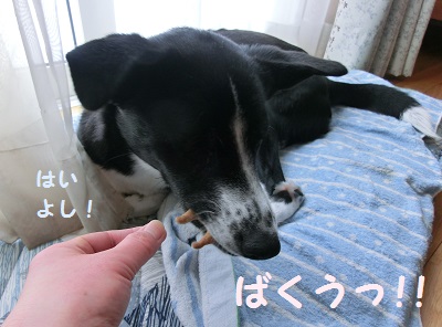 2014.2.28柴犬クッキー5.jpg