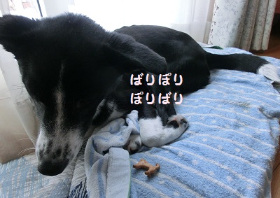 2014.2.28柴犬クッキー6.jpg