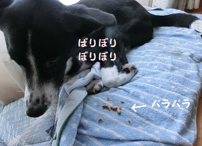 2014.2.28柴犬クッキー7.jpg