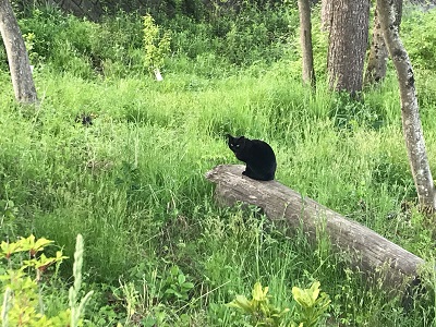 2019.5.25黒猫-1.jpg